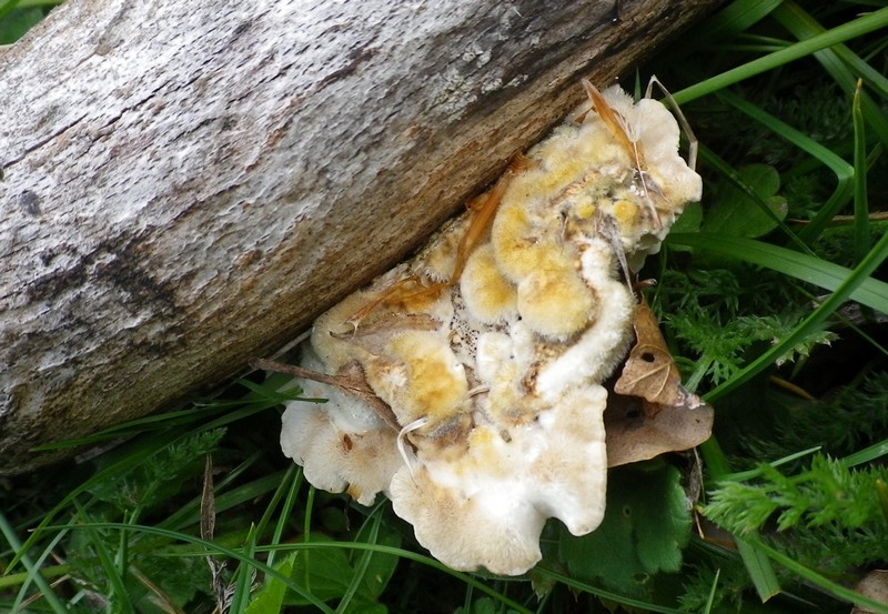 Polyporacee diverse (Trametes ochracea)